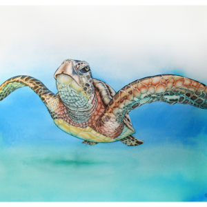 taking flight Green Sea turtle 14x11 prints